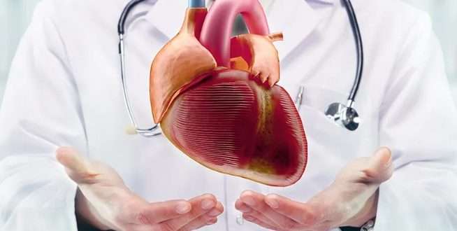 Сердцебиение жизни: кто такой кардиолог и чем он занимается?
